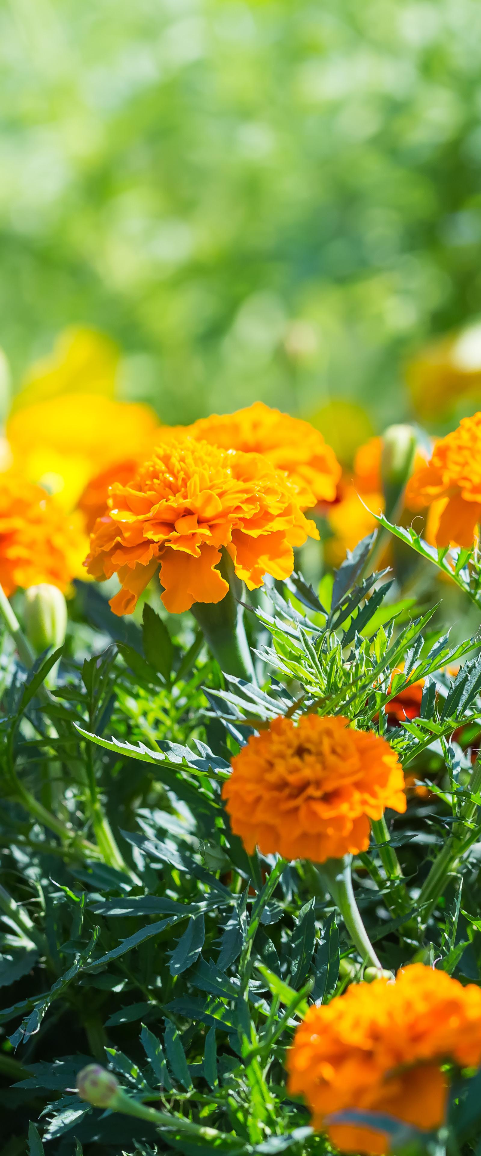 Atlanta Locals Share Daily Garden Practices for July Conditions